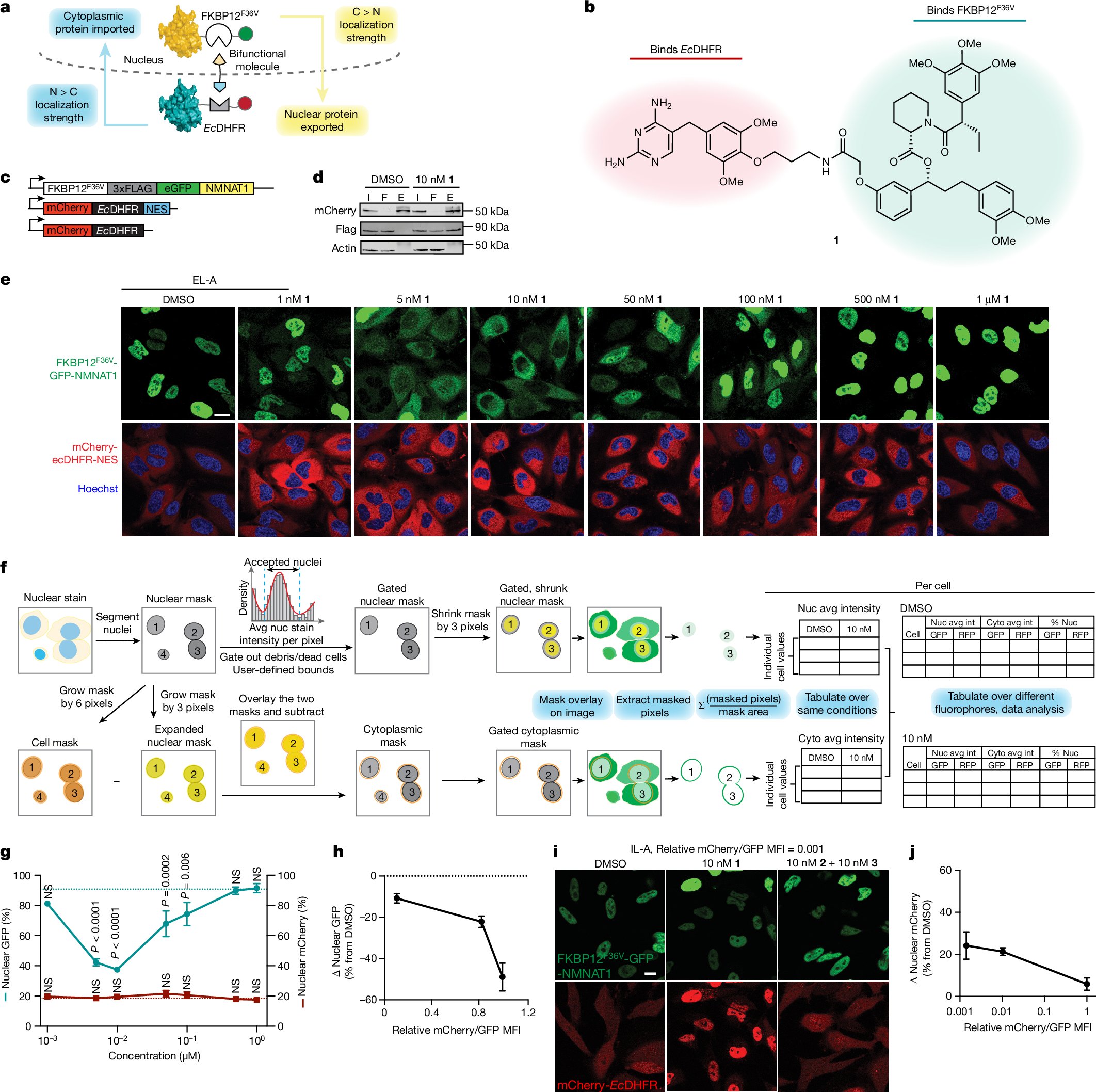 StevenMBanik's tweet card. Nature - Targeted protein relocalization using shuttle proteins with potent ligands amenable to incorporation into targeted relocalization activating molecules could be used to regulate cellular...