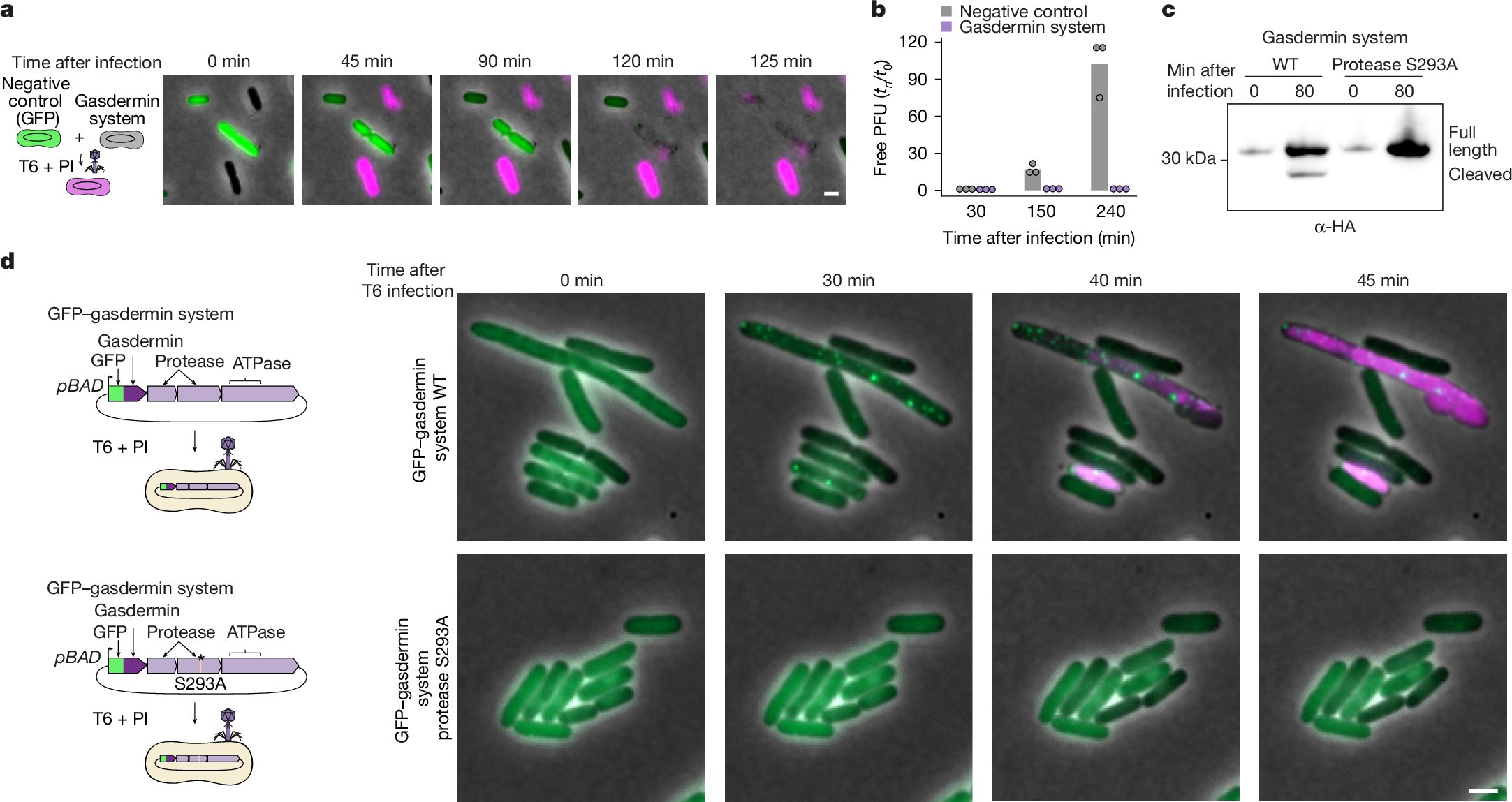 Sys_Immunology's tweet card. Nature - Caspase recruitment domains (CARDs) are present in defence systems that protect bacteria against phage, where the bacterial CARD domain is essential for protease-mediated activation of...