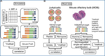 RNASeqBlog's tweet card. Longcell improves RNA sequencing analysis by enabling accurate detection of alternative splicing and isoform diversity at single-cell and spatial resolution using error-prone Nanopore...