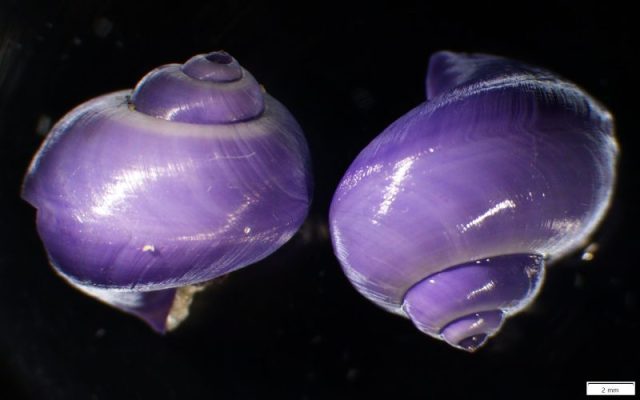 KHONnews's tweet card. Beachgoers in San Diego may have spotted some glistening, purple shells reminiscent of small gemstones in the sand recently.
