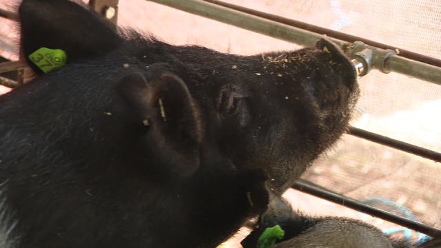 WOODTV's tweet card. The heat has 4-H participants at the Ottawa County Fair taking precautions to keep their animals cool.