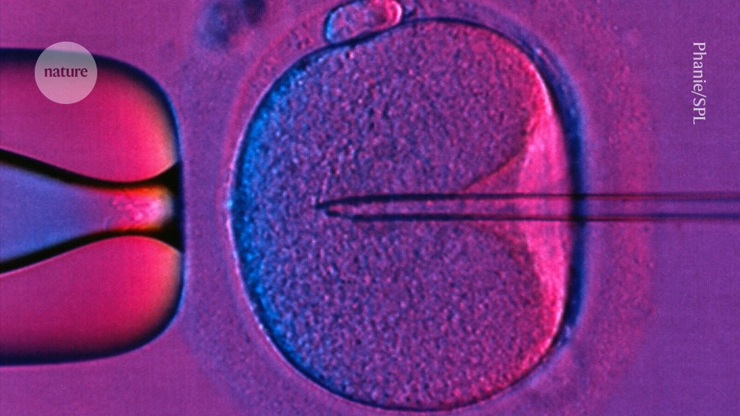 JorgeBabul's tweet card. Nature - Long-awaited results suggest that mitochondrial donation can prevent babies from inheriting diseases caused by mutant mitochondria.