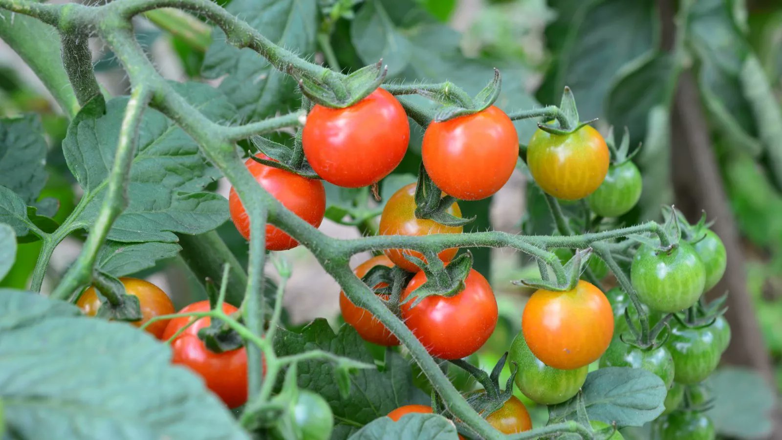AdamJozwiak6's tweet card. Scientists discovered that the fruit is getting more toxic thanks to the return of an ancient defense mechanism.