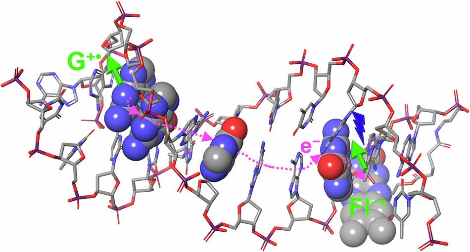 CommsChem's tweet card. Communications Chemistry - The mechanism by which cryptochrome (CRY) proteins are capable of sensing weak magnetic fields (e.g., the geomagnetic field: ~50 μT) was suggested to be mediated by...