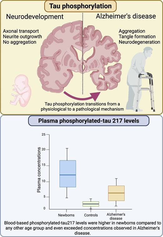 Roy_Lab_Thinks's tweet card. Gonzalez-Ortiz et al. report measurements of plasma phosphorylated-tau217 across different age groups. Levels were significantly higher in newborns than in