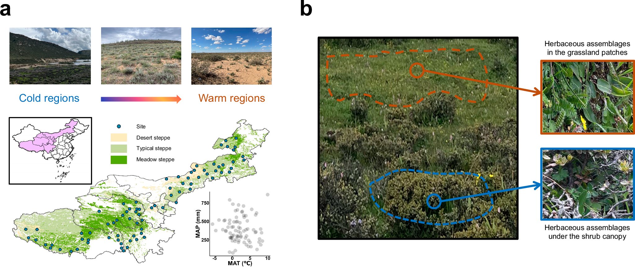NatureComms's tweet card. Nature Communications - Shrub encroachment into grasslands affects species biodiversity and ecosystem functioning, but its impact on herbaceous diseases and the role of climatic factors remain...