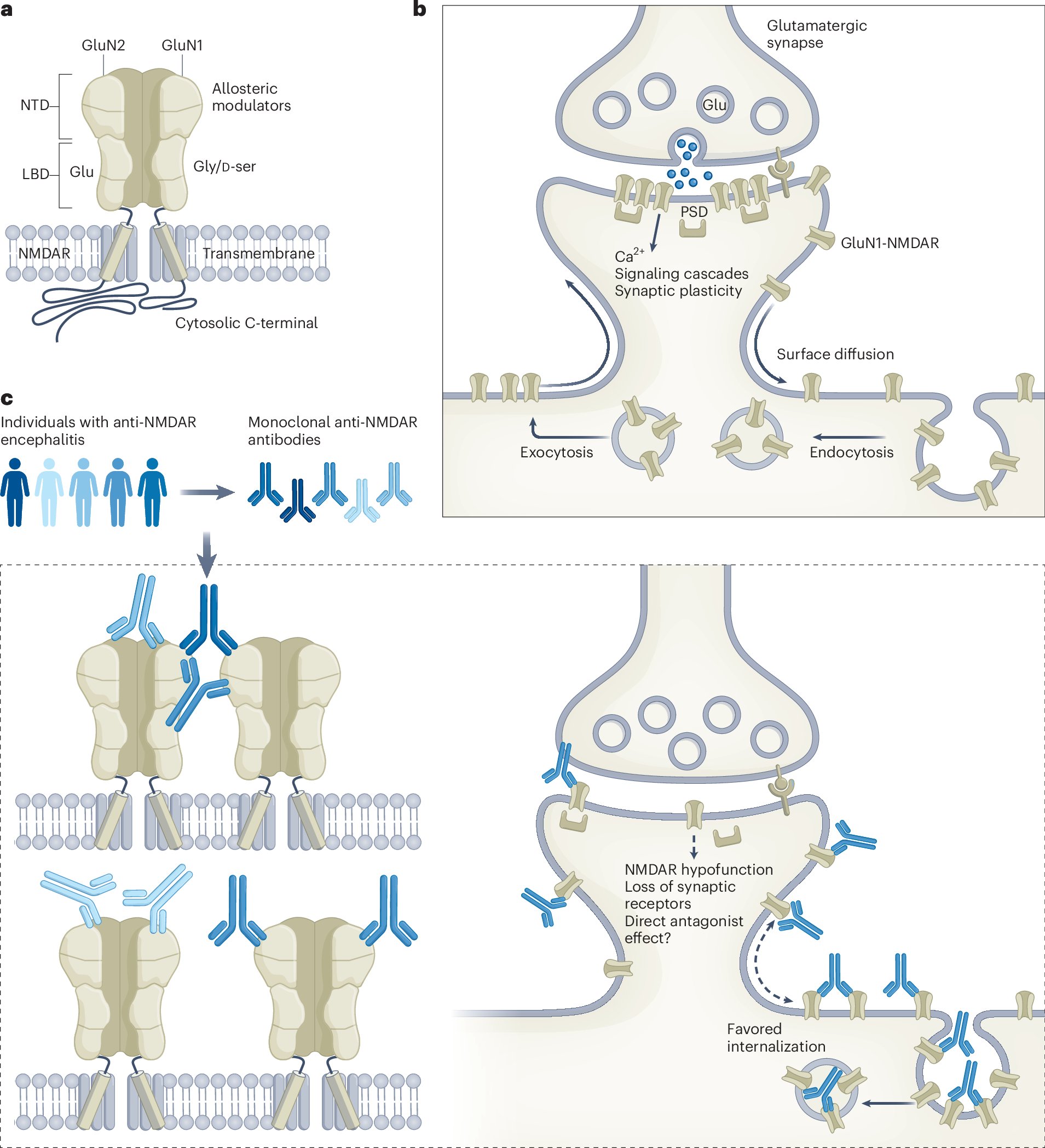 Lab_FURUKAWA's tweet card. Nature Structural & Molecular Biology - Autoantibodies targeting glutamatergic N-methyl-d-aspartic acid receptors (NMDARs) are found in people with anti-NMDAR encephalitis. Two studies reveal...