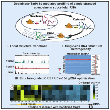 CellRepMethods's tweet card. To study RNA structure in the cell, Wang et al. develop TAS-seq using the deaminase TadA-8e localized to subcellular compartments to enzymatically label single-stranded adenosine in RNA. This...