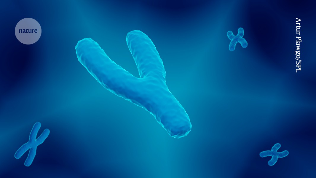 ReproductionSRB's tweet card. Nature - Losing the Y chromosome seems to make cancer cells more aggressive in men and the phenomenon might even spread between cells.