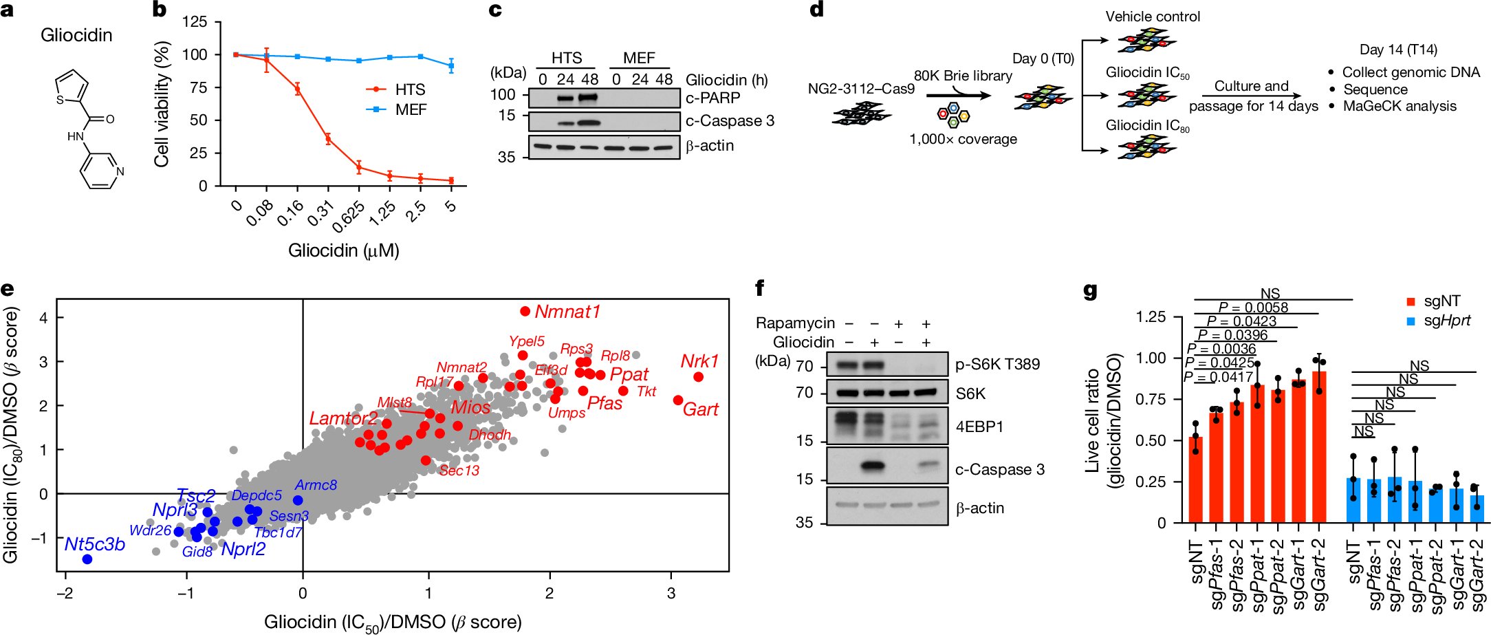 yujungche's tweet card. Nature - The prodrug gliocidin effectively kills glioblastoma cells by targeting de novo purine synthesis, improving survival in mouse models.