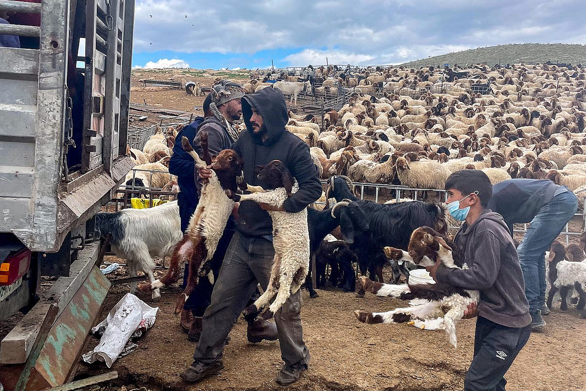 GeorgiaGee14's tweet card. Khirbet Samra is among the last Palestinian Bedouin communities in the West Bank’s eastern flank. State-backed settlers are driving them out.