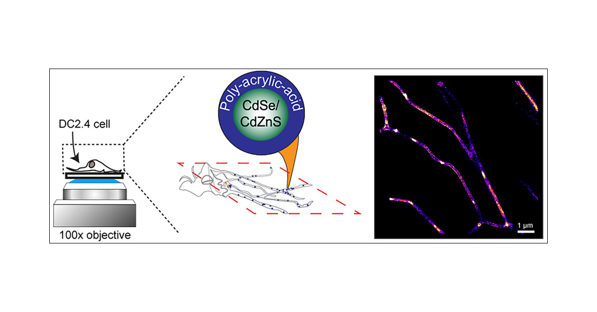 GroupYing's tweet card. Dendritic cells (DCs) can infiltrate tight junctions of the epithelium to collect remote antigens during immune surveillance. While elongated membrane structures represent a plausible structure to...