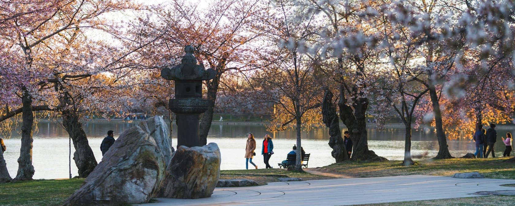 RosieRios's tweet card. As America celebrates its 250th birthday, Japan will add to the festivities with a special gift. The original gift of 3,020 cherry blossom trees from the city of Tokyo to Washington, DC in 1912 has...