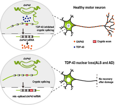 CanAkerman's tweet card. TDP-43 dysfunction disrupts RNA processing, inducing cryptic exon 4a1 inclusion in GAP43 and reducing its protein levels. This aberrant splicing impairs axonal regeneration and contributes to...