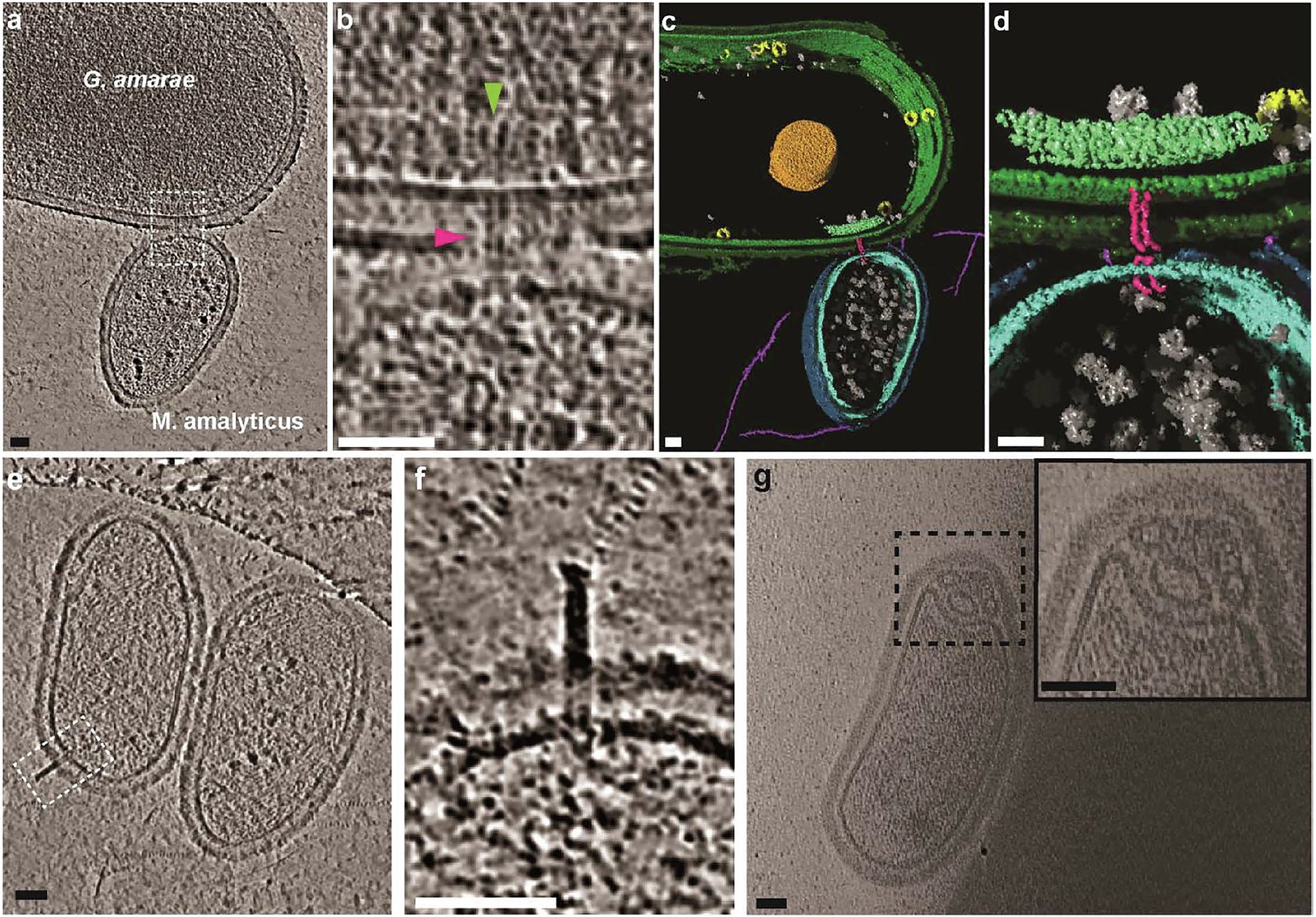 CPR_DPANN_jp's tweet card. Nature Communications - Here, Rose et al show that Ca. M. amalyticus (Patescibacterium) infection and lysis depend on the presence of mycolic acid in its host bacterium Gordonia amarae.
