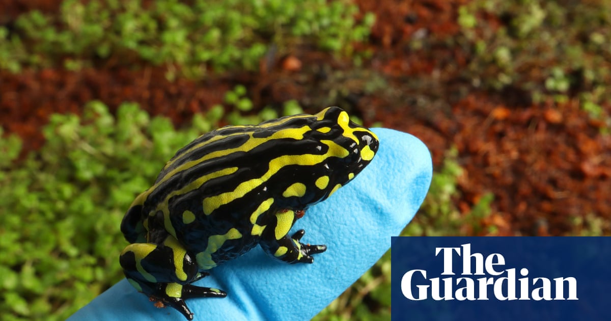 TAKosch's tweet card. Corroboree frog belongs to 100m-year-old family of amphibians but is now found only in the puddles and peat bogs of Kosciuszko national park