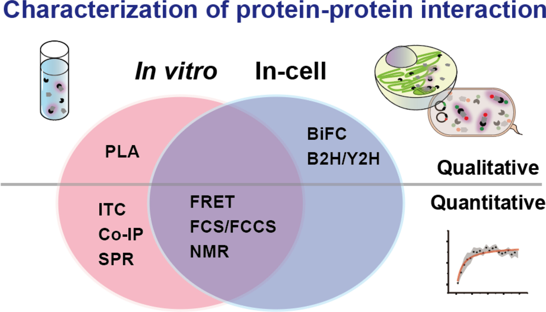 Bkcs_Official's tweet card. Measuring the binding affinities of protein–protein interactions (PPIs) is important for understanding underlying biological mechanisms. As methods for studying PPIs differ between in vitro and...