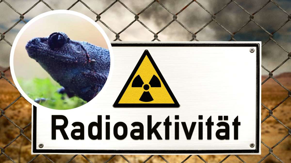 wissensperlen's tweet card. Radioaktive Strahlung und Evolution: Wie Frösche in Tschernobyl ihre Farbe wechseln