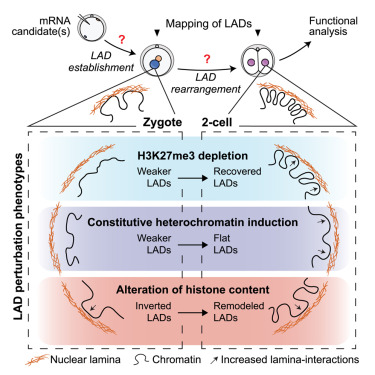 IntiOmics's tweet card. In vivo screening in mouse embryos provides insights into the functional interplay between chromatin and the nuclear envelope in the establishment of lamina-associated domains, the earliest feature...