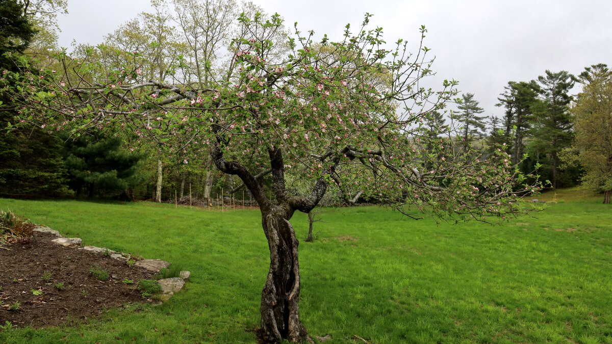 ArcticApples's tweet card. The Drap D'Or de Bretagna — or Golden Cloth of Brittany, in French, is one of a few historic apples that are the genetic ancestors of many of the common varieties we eat today. And the Verona Island...