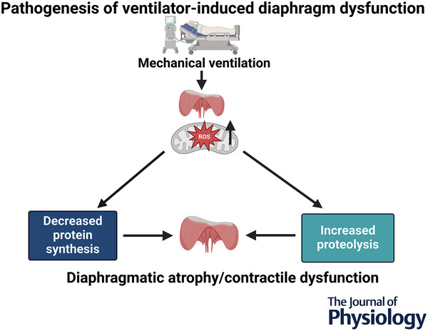 skppowers's tweet card. Abstract figure legend Prolonged mechanical ventilation results in diaphragmatic inactivity and a rapid increase in the production of reactive oxygen species (ROS) in mitochondria within diaphragm...