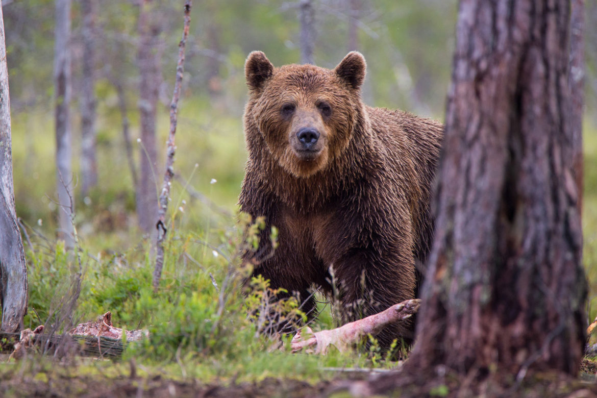 mtfreepress's tweet card. The U.S. House Committee on Natural Resources voted to advance a bill that would reinstate a 2017 decision by the U.S. Fish and Wildlife Service to delist — or remove federal protections — from...