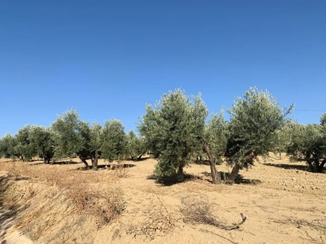 CampinaDigital's tweet card. COAG Jaén lanza un mensaje de tranquilidad a los olivareros ante el anuncio del acuerdo entre la UE y Estados Unidos, de imponer aranceles del 15% a todos los productos europeos, al tiempo que...