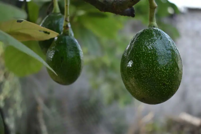 mexicond's tweet card. Brazil has adopted a new protocol that allows for the import of Mexican avocados, Mexico’s Agriculture Minister Julio Berdegué Sacristán announced on Tuesday.