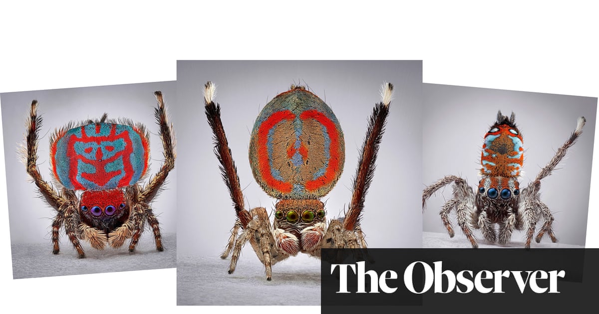 AlexGouldLab's tweet card. Artist Maria Fernanda Cardoso has helped create composite images of the Australian arachnids, showing their colourful patterns in incredible detail