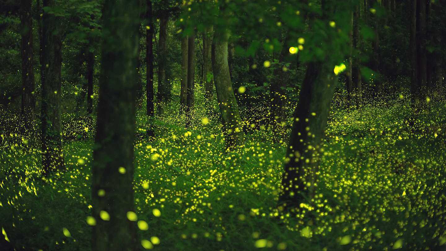 mental_floss's tweet card. Firefly populations have been declining, but there may be light at the end of the tunnel for the glowing bugs.