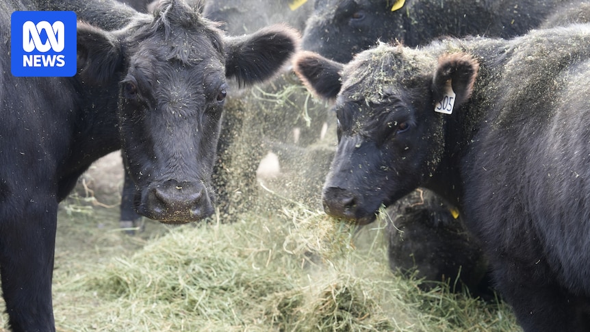 BazzaCC's tweet card. Australia lifts biosecurity restrictions on beef imports from the United States, one of the key grievances that led the Trump administration to impose tariffs on Australia.