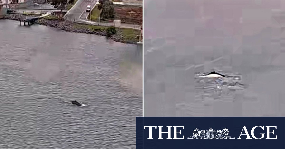 theage's tweet card. A pair of humpback whales were spotted moseying under the West Gate Bridge.