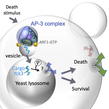 JMHtweetsrarely's tweet card. Details about how mammalian cells die have yielded effective cancer therapies. Similarly, details about fungal cell death may explain failed responses to anti-fungal agents and inform next-generation...