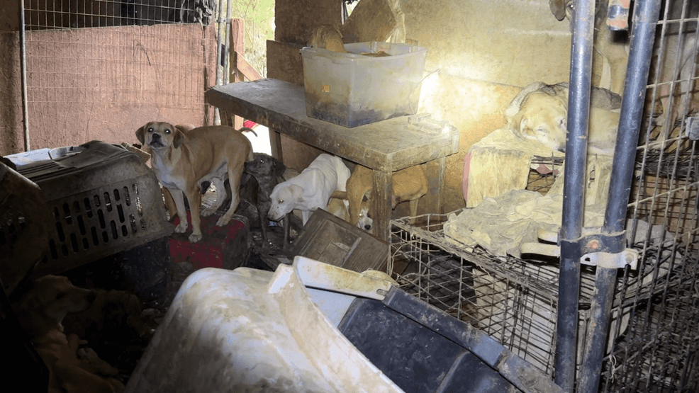 abc3340's tweet card. WINSTON COUNTY, Ala. — Disturbing scenes of animal hoarding are emerging in several local communities, with experts warning of the complex and resource-draining