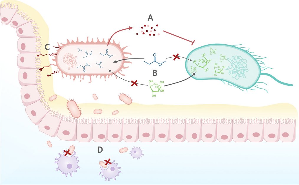 BioNacho's tweet card. International Microbiology - Can we anticipate the emergence of the next pandemic antibiotic-resistant bacterial clone? Addressing such an ambitious question relies on our ability to...