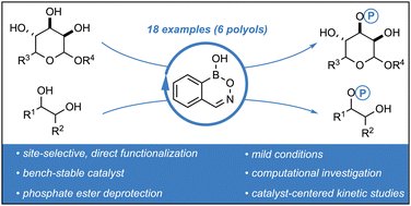 HallBoronLab's tweet card. The phosphorylation of organic molecules is a biologically essential chemical transformation. Consequently, there is high demand for methods that allow for the direct, selective, and catalytic...