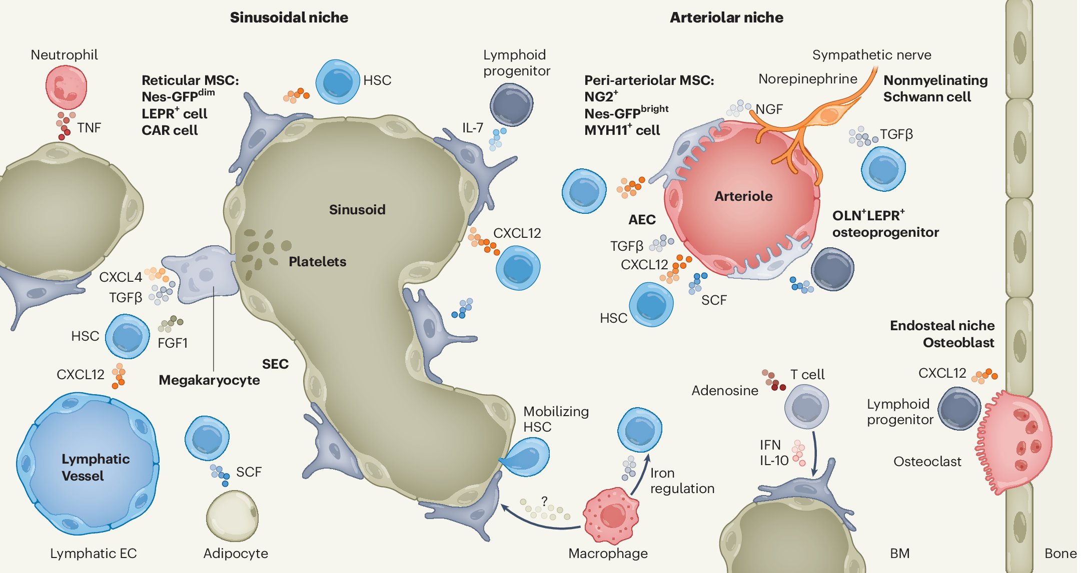 MaryanovichLab's tweet card. Nature Cardiovascular Research - Carpenter and Maryanovich explore how hematopoietic homeostasis, governed by local niche and systemic mechanisms, is impacted by environmental and immune stressors...