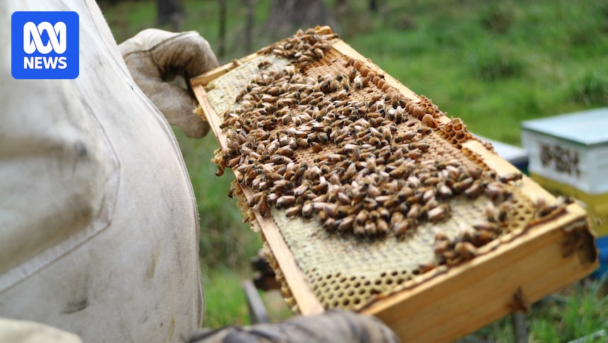 britishbee's tweet card. South Australian beekeepers are already battling drought and low prices — the last thing they need is a bee-killing parasite, which has stayed out of the state so far.