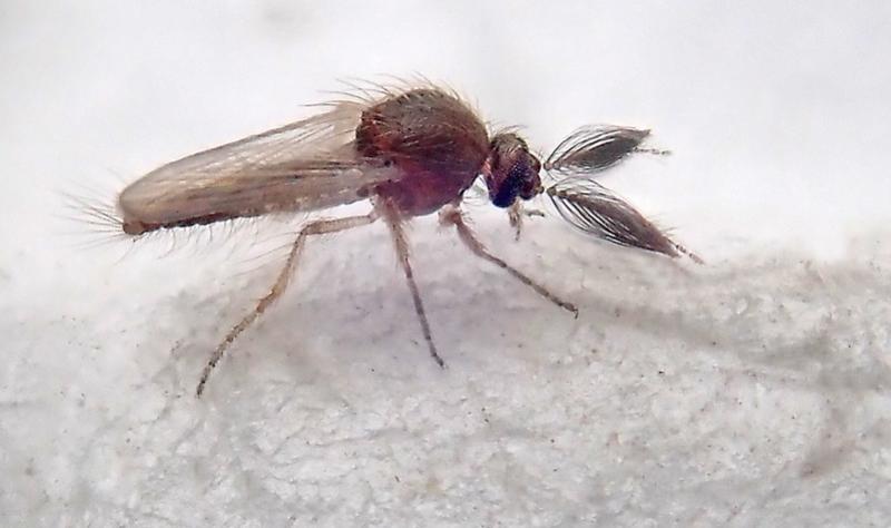 afpmb's tweet card. WHO Oropouche virus risk assessment details two lineages