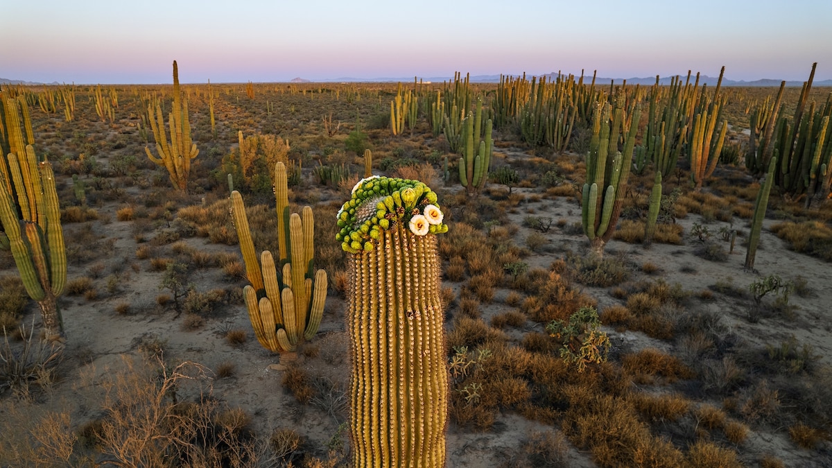 MPI_animalbehav's tweet card. We all know cacti store water—but to survive, they migrate their flowers, and so much more. Scientists want to copy the resilient plants' methods to help engineer our future.