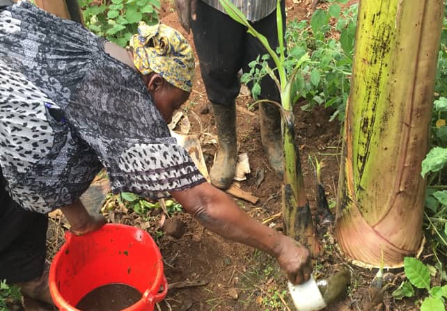 UCU_EngEnvt's tweet card. Agricultural experts and small scale farmers are raising red flags over the continued use of highly hazardous pesticides (HHPs) in Ugandan farming, citing grave...