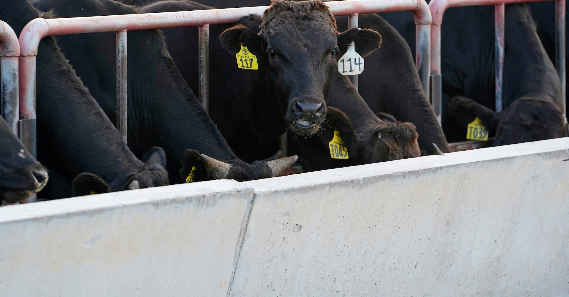 ReutersAg's tweet card. Australia will ease restrictions on beef imports from the United States, the country's agriculture ministry said on Thursday, potentially smoothing trade talks with U.S. President Donald Trump, who...