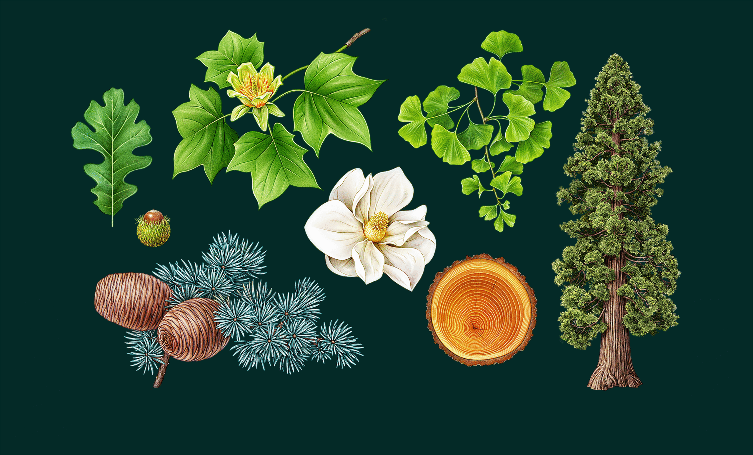 brianmaffly's tweet card. As Utah’s official state arboretum, the U campus and Red Butte Garden & Arboretum contain an impressive collection of awe-inspiring trees.