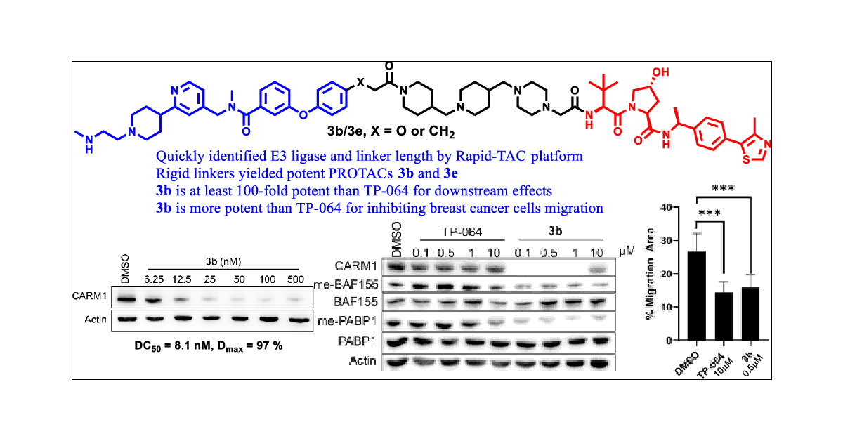 tang_weiping's tweet card. CARM1 is amplified or overexpressed in many cancer types, and its overexpression correlates with poor prognosis. Potent small-molecule inhibitors for CARM1 have been developed, but the cellular...