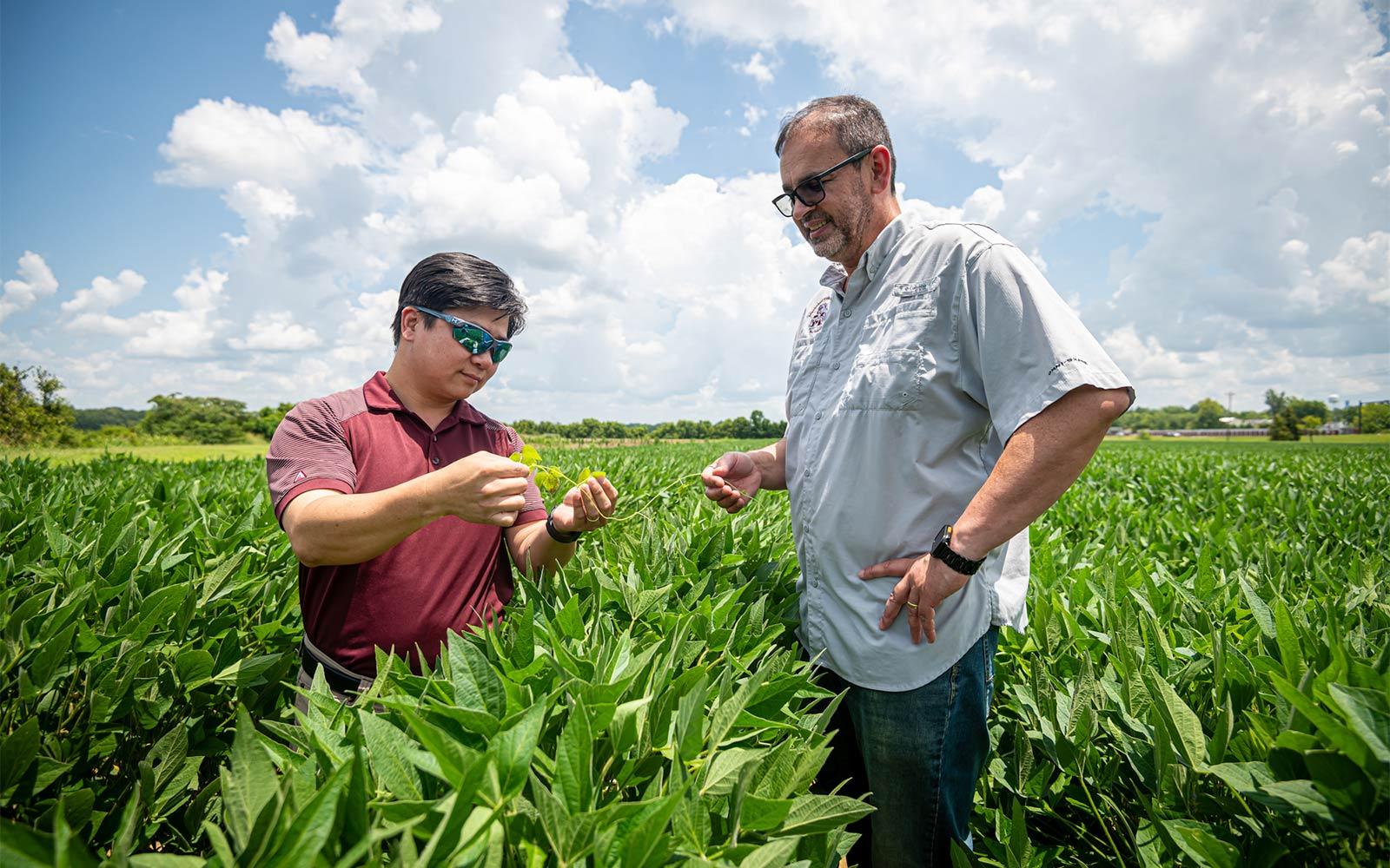 MSU_AG's tweet card. Mississippi State scientists make progress against resistant weeds