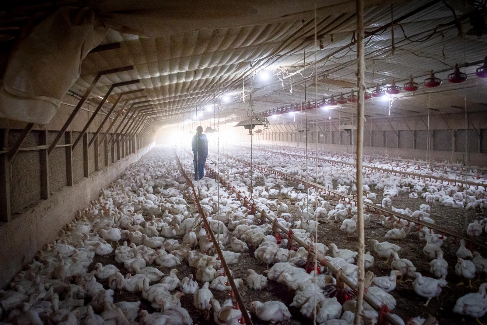 MSU_AG's tweet card. Pilgrim’s Pride adds to MSU feed mill’s construction nest egg