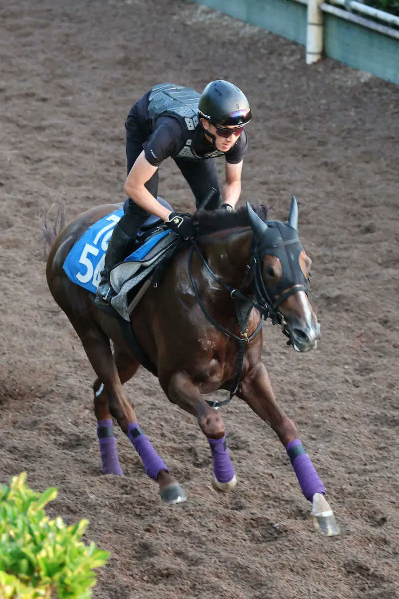 sponichikeiba's tweet card. 　G1馬ヴィブロスを母に持つ良血シヴァースは坂路で俊敏な動きを披露。4F54秒1～1F12秒0を余力十分にマークした。 　友道師は「前走から在厩調整で引き続き具合はいい。先週もしっかり動けていたし、仕上がっている...