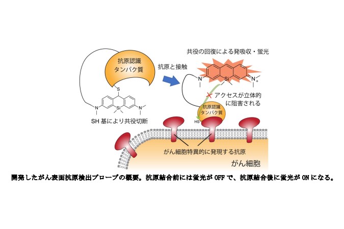 UTokyo_News's tweet card. 抗原に結合して初めて光る蛍光プローブの新規設計法 | 東京大学