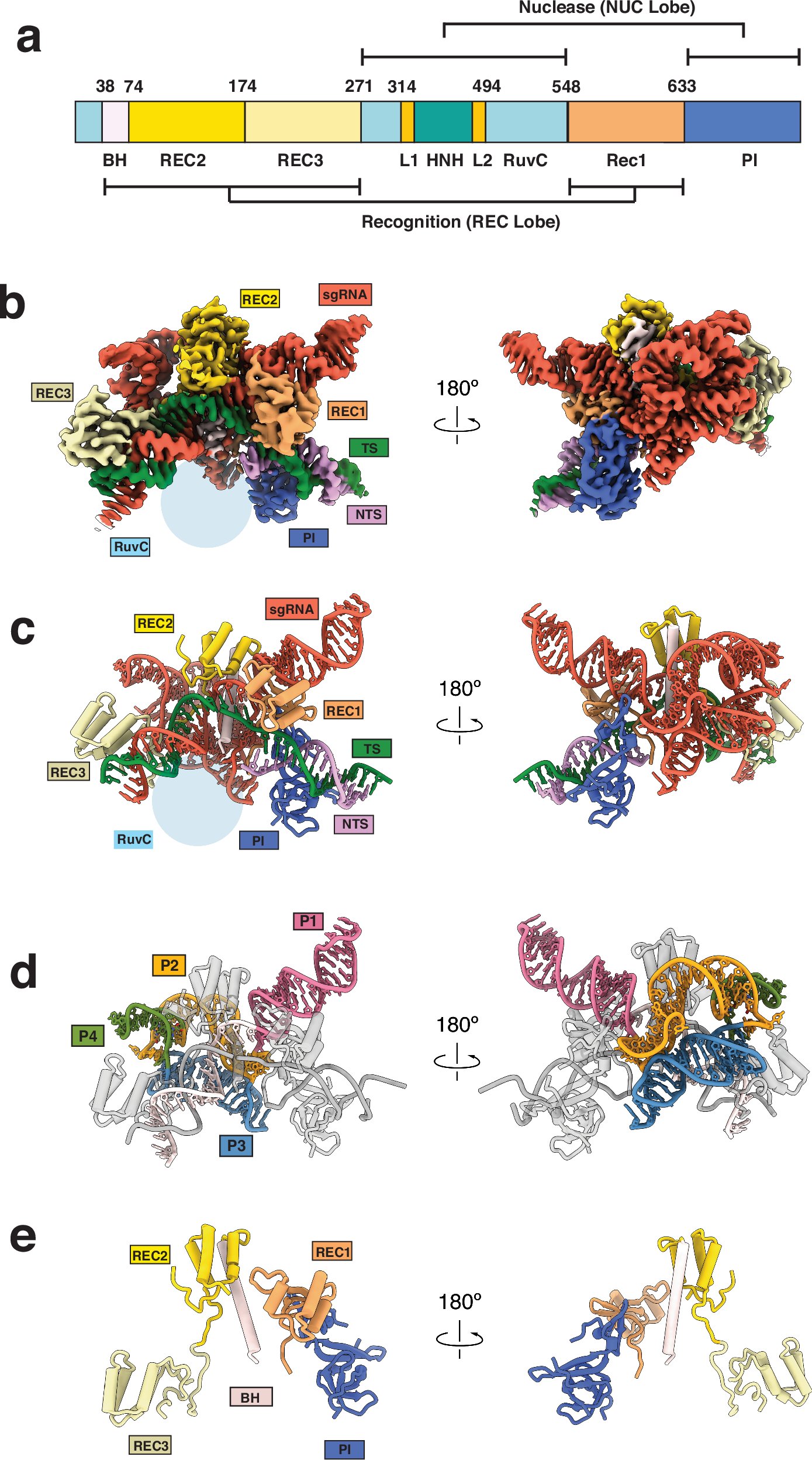 davidwtaylorjr's tweet card. Nature Communications - Ocampo et al. present several structures and the biochemical characterization of a compact Cas9 nuclease, shedding light on how these enzymes function and evolve.
