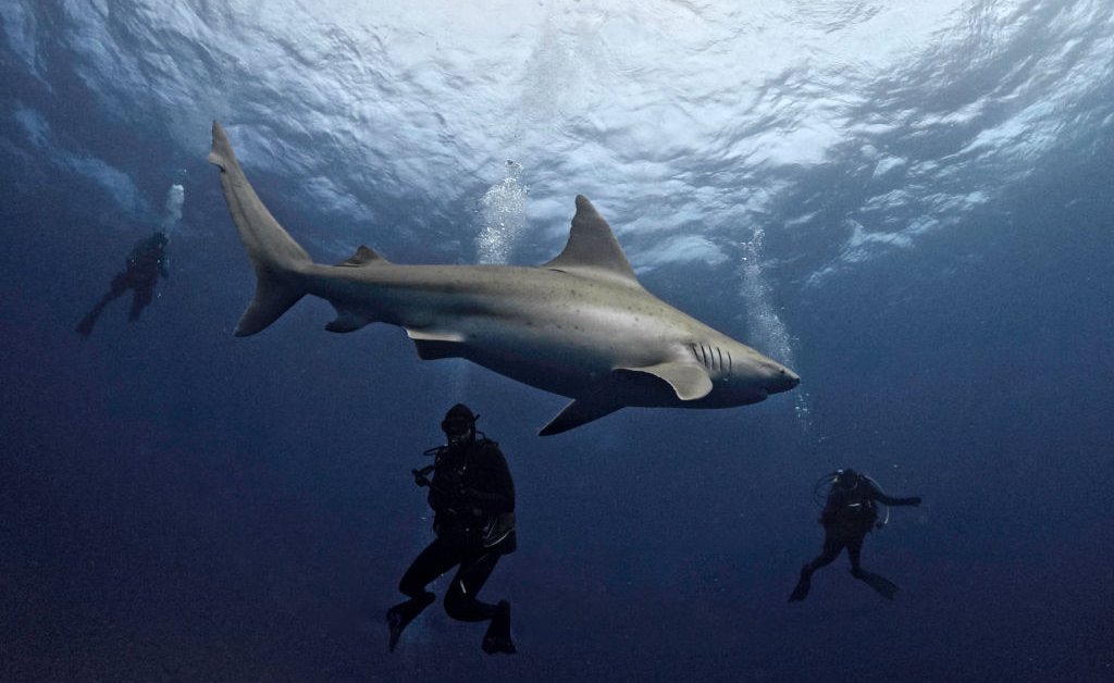 LewisPugh's tweet card. 50 years after Jaw's release, swimmer and ocean advocate Lewis Pugh reflects on the impact it had on shark conservation.